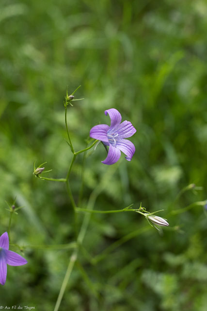 Photographie Plante