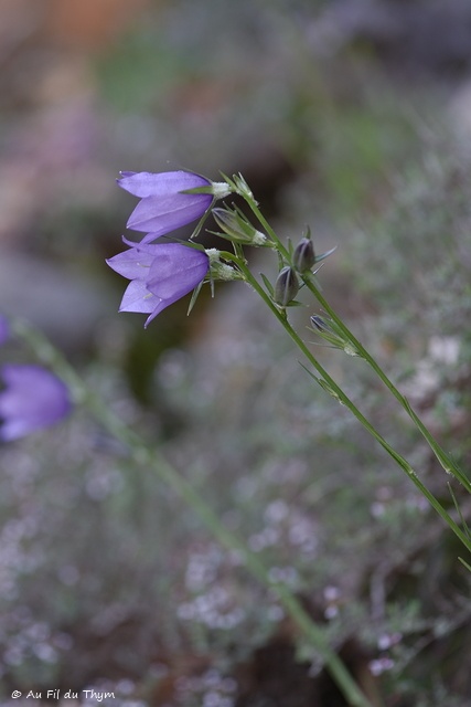 Photographie Plante