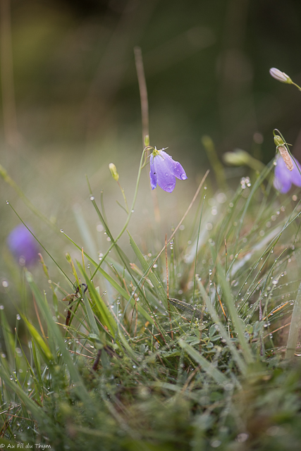 Photographie Plante