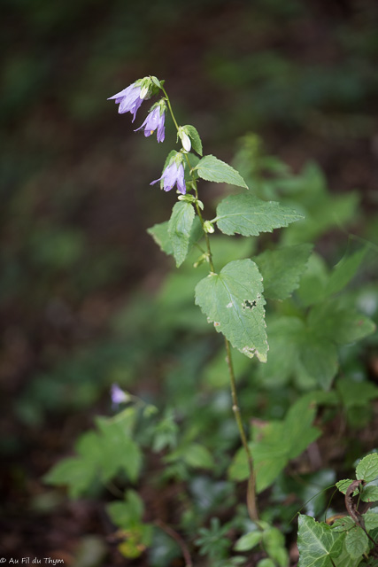 Photographie Plante