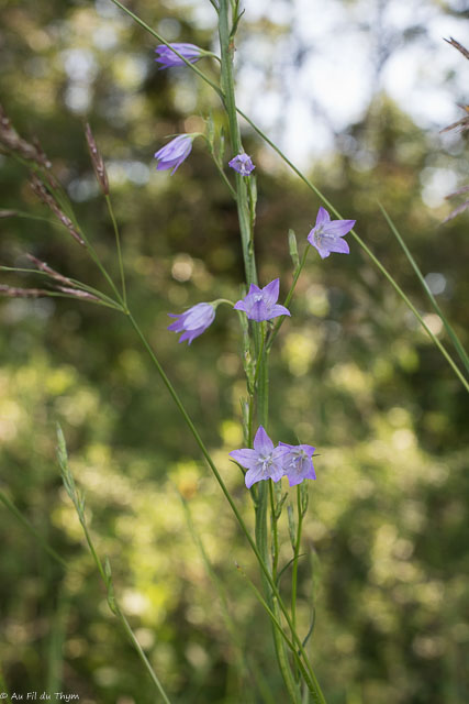 Photographie Plante