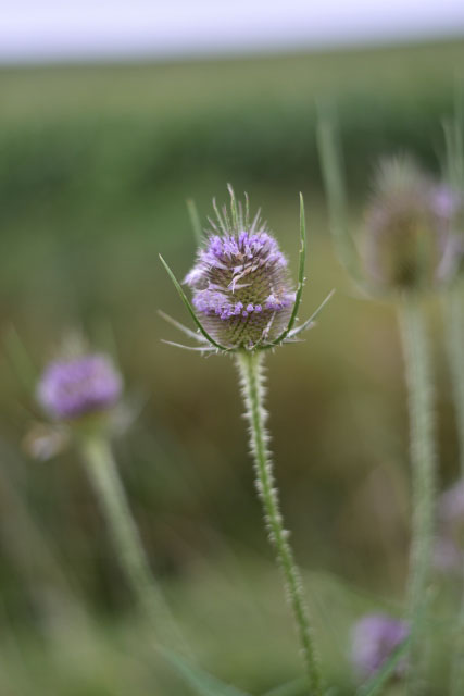 Photographie Plante