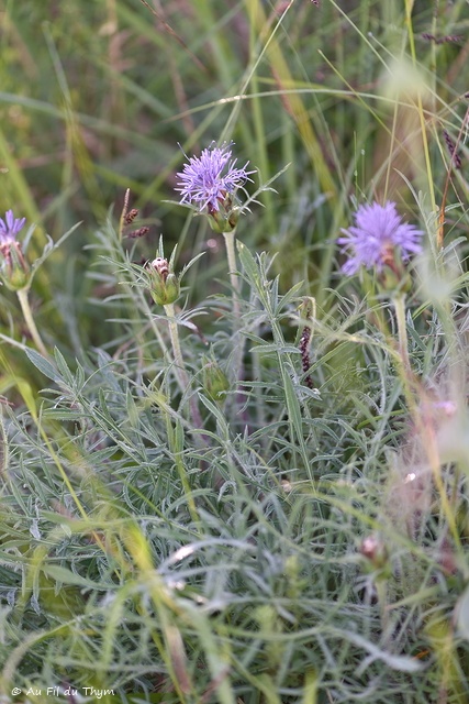 Photographie Plante