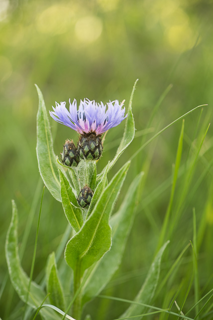 Photographie Plante