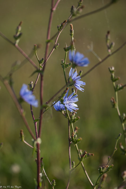 Photographie Plante