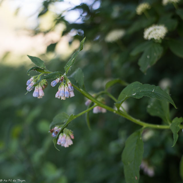 Photographie Plante