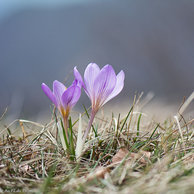 Photographie Plante
