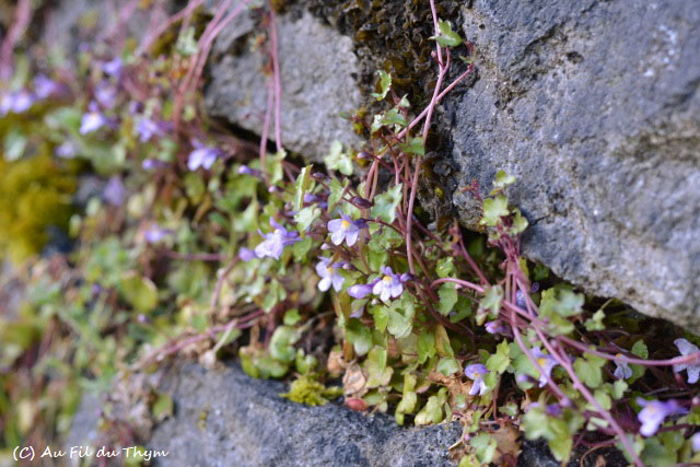 Photographie Plante