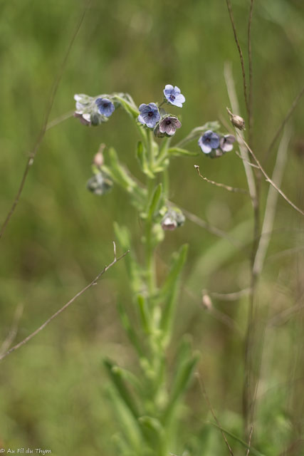 Photographie Plante