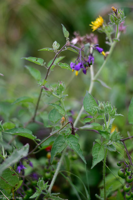 Photographie Plante