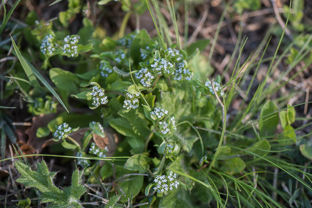 Photographie Plante