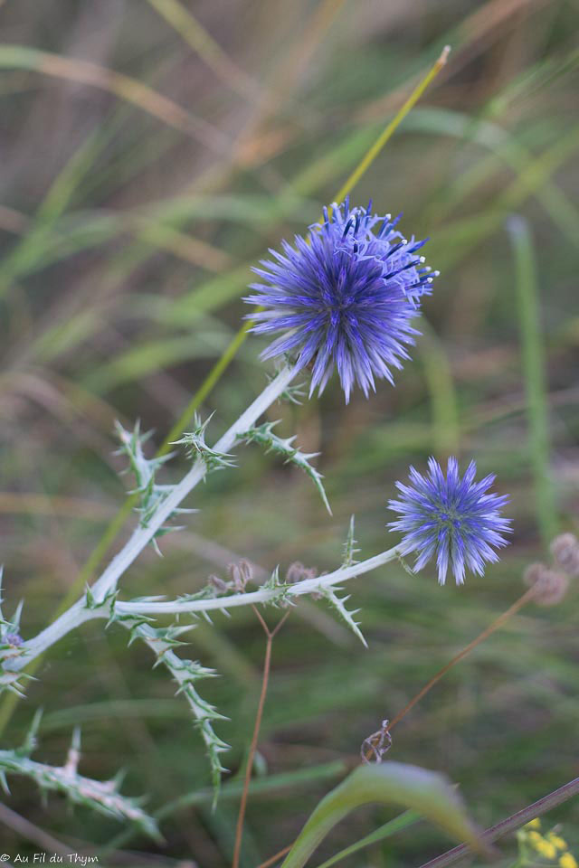 Photographie Plante