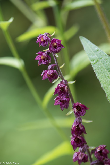 Photographie Plante