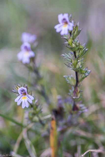 Photographie Plante