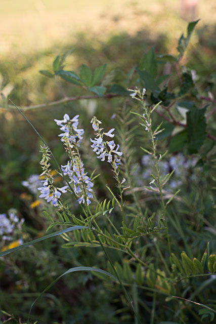 Photographie Plante