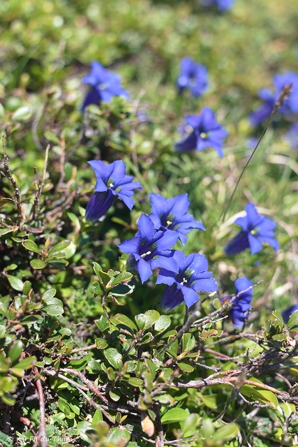 Photographie Plante
