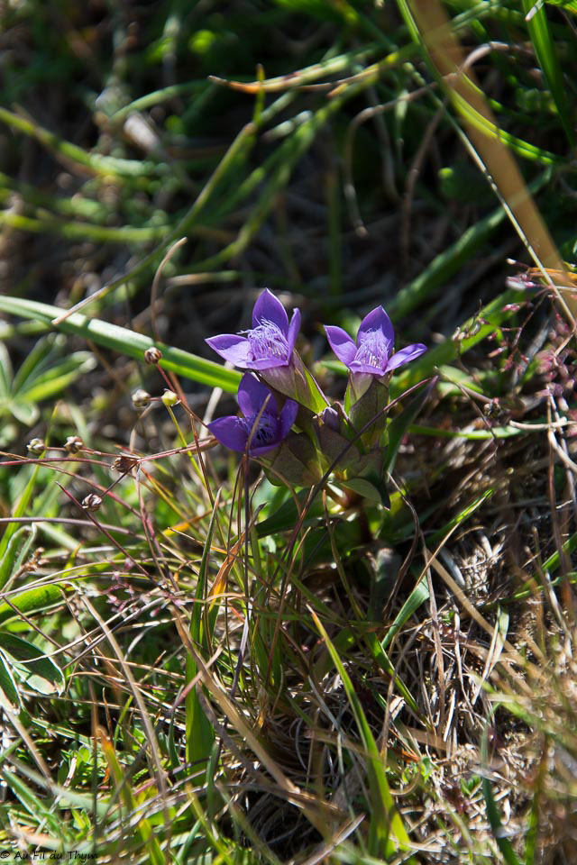 Photographie Plante