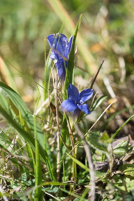 Photographie Plante