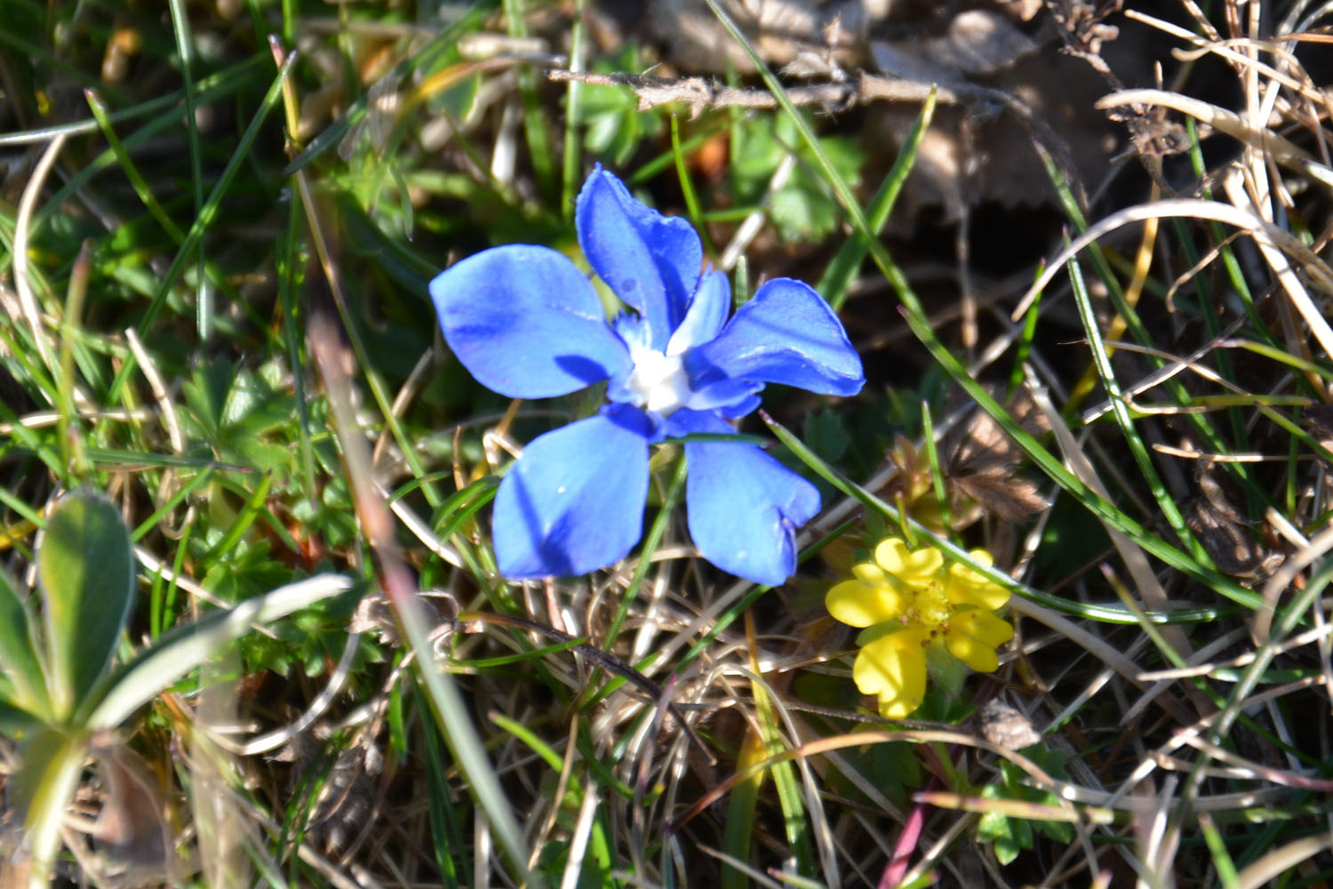 Photographie Plante