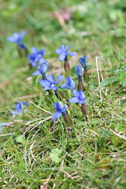 Photographie Plante
