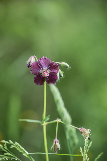 Photographie Plante