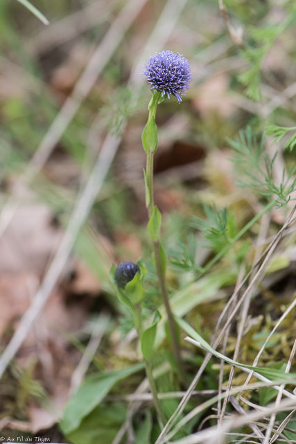 Photographie Plante