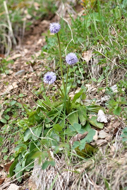 Photographie Plante