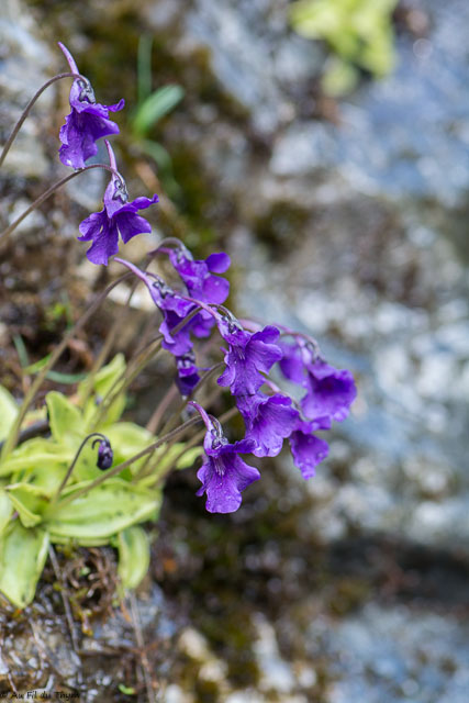 Photographie Plante