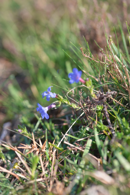 Photographie Plante