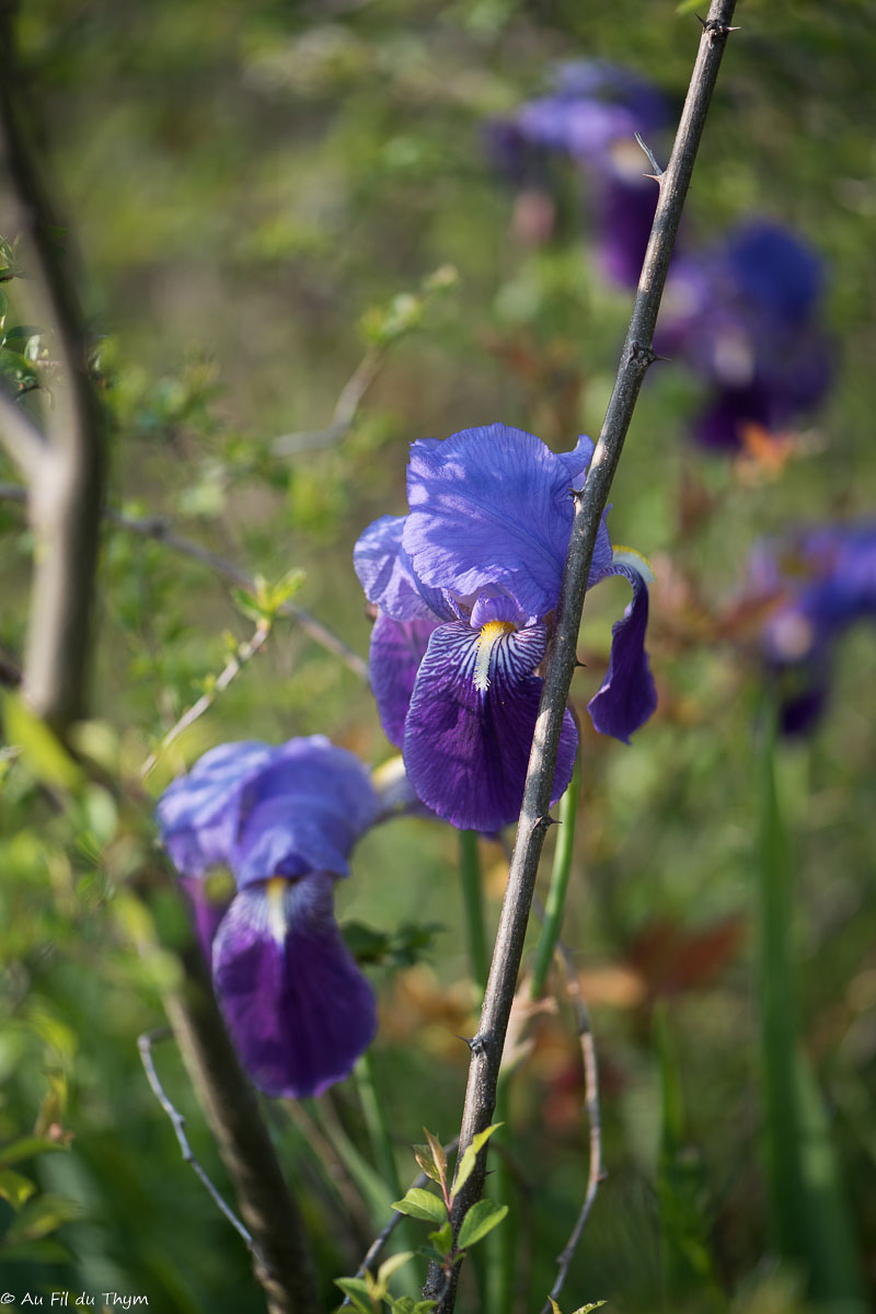 Photographie Plante