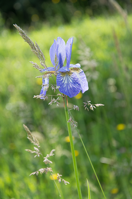 Photographie Plante