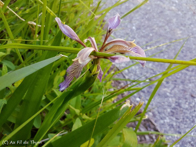 Photographie Plante