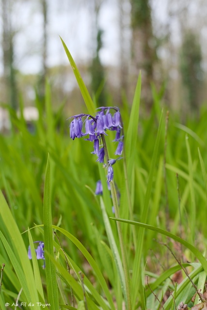 Photographie Plante