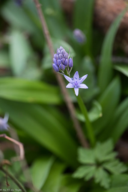 Photographie Plante