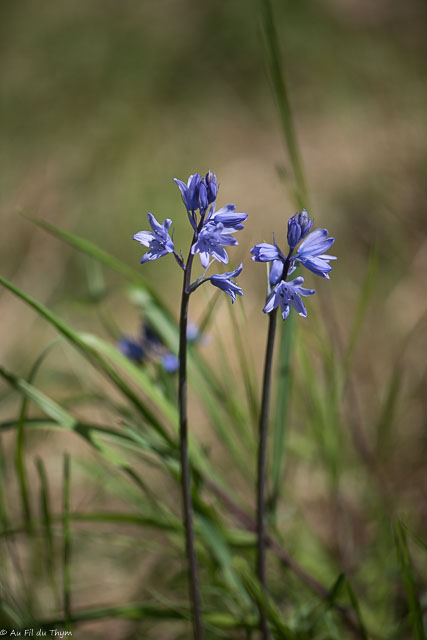 Photographie Plante