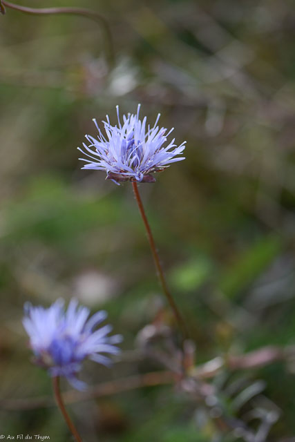 Photographie Plante