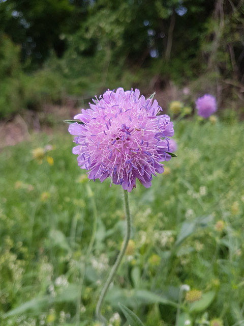 Photographie Plante