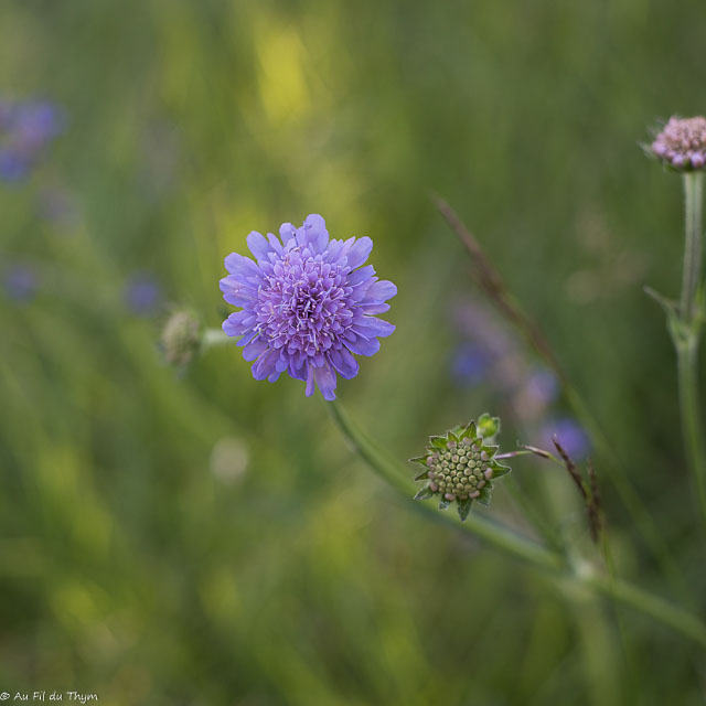 Photographie Plante