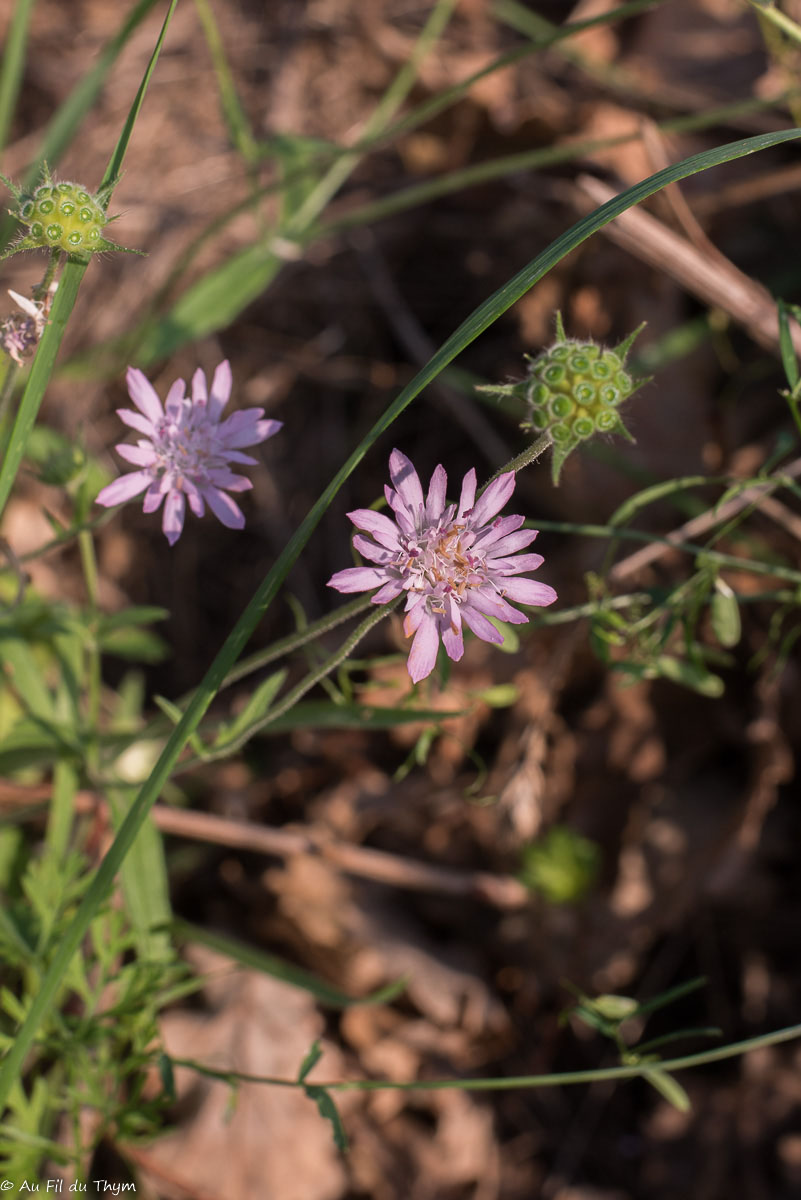 Photographie Plante