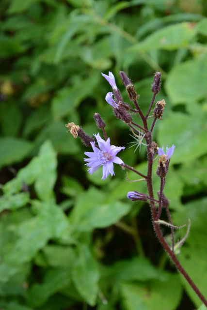 Photographie Plante