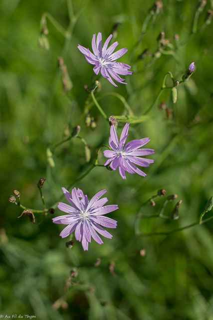 Photographie Plante