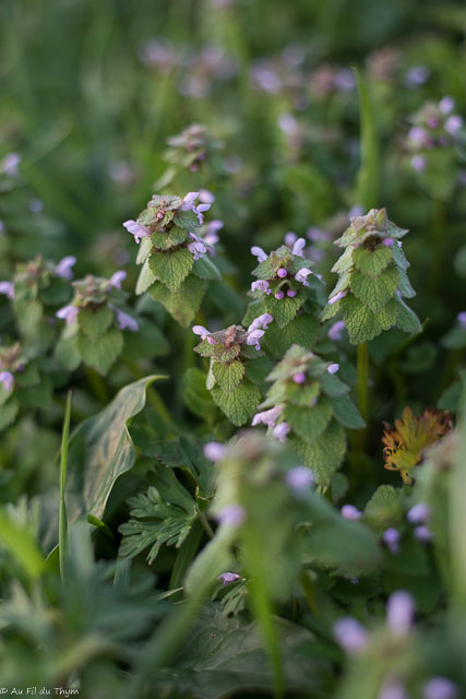 Photographie Plante