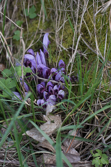 Photographie Plante