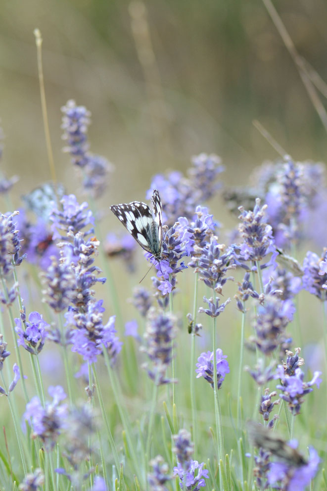 Photographie Plante
