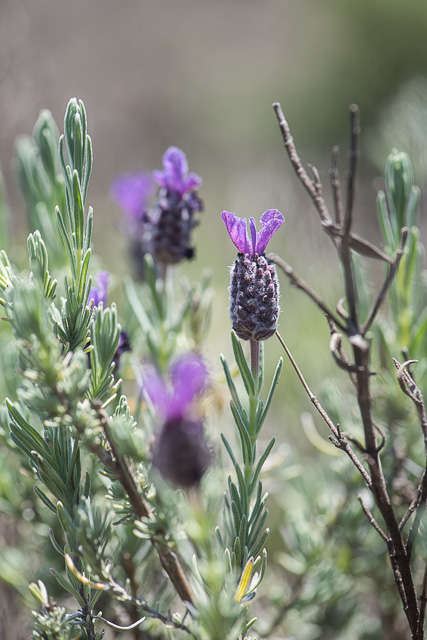 Photographie Plante