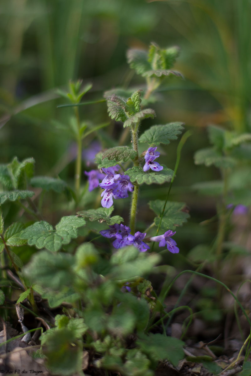 Photographie Plante