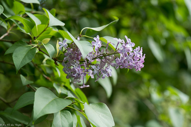 Photographie Plante