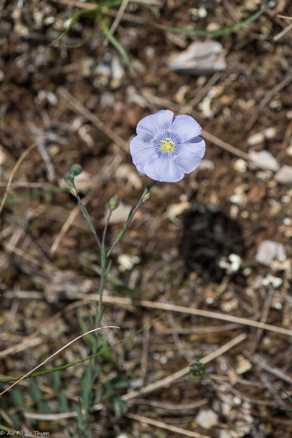 Photographie Plante