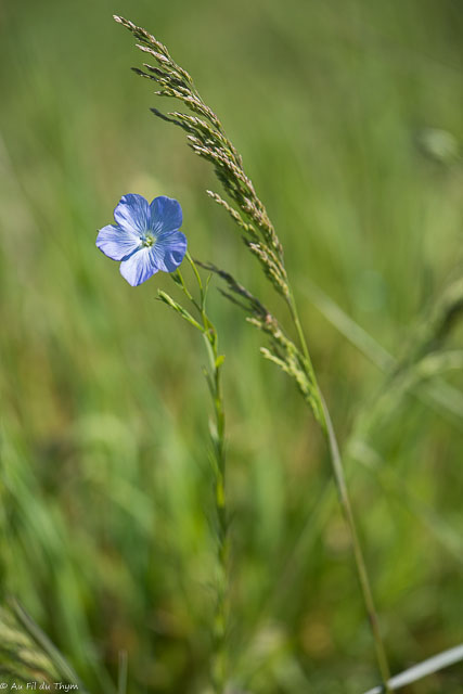 Photographie Plante