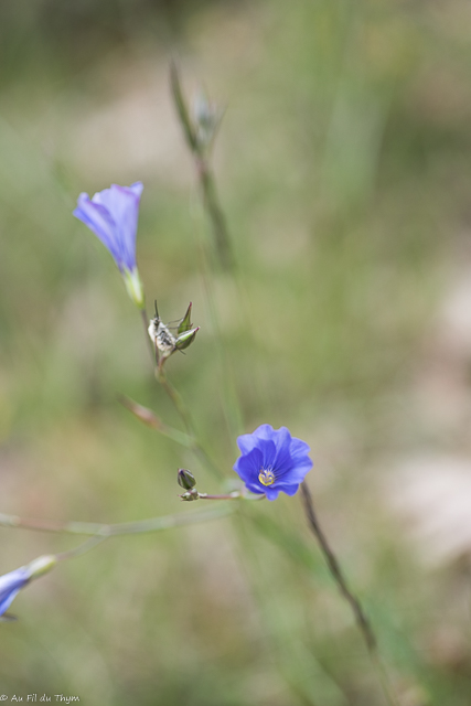Photographie Plante